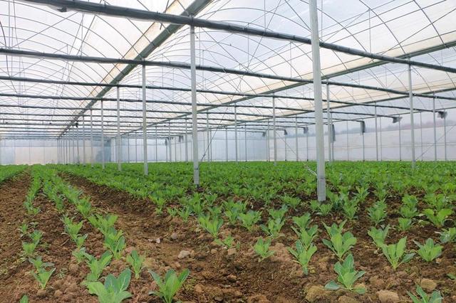 太阳成集团tyc7111cc|曝罗马前锋本周三赴米兰体检 将租借18个月加盟(图3) 太阳成集团tyc7111cc