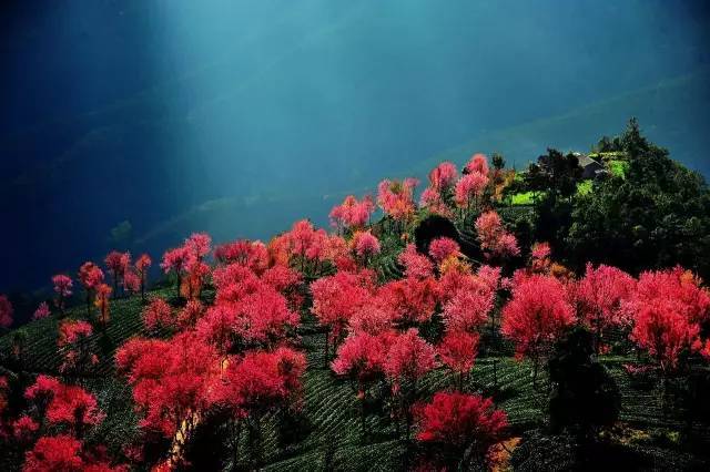 太阳成集团tyc7111cc