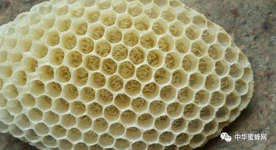 太阳成集团tyc7111cc_北美SPF市场正在寻找新的底部(图2) 太阳成集团tyc7111cc