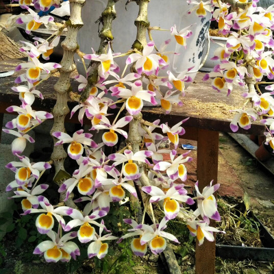 太阳成集团tyc7111cc|海运紧张下,刺猬紫檀经销商不畏成本上涨积极备货(图1) 太阳成集团tyc7111cc