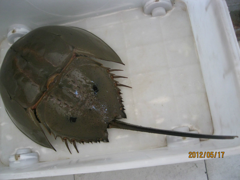 阿莱格里辟谣接班温格 尤文巨头:囧叔是我们的(图)-太阳成集团tyc7111cc(图1) 太阳成集团tyc7111cc