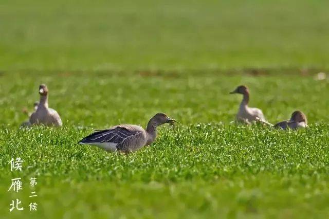 黄岛港2015年进口原木共271.85万立方米|太阳成集团tyc7111cc(图2) 太阳成集团tyc7111cc