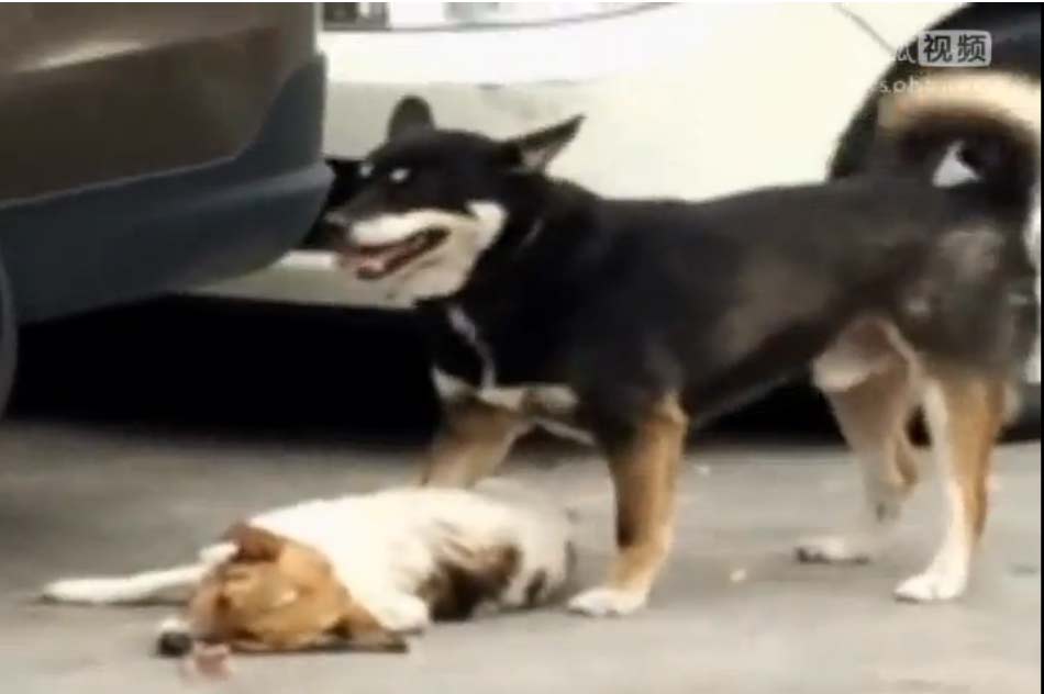 太阳成集团tyc7111cc