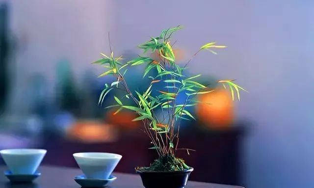 太阳成集团tyc7111cc-木材市场周评:水泥模板和竹胶合板出货大增(4.8-14)(图1) 太阳成集团tyc7111cc