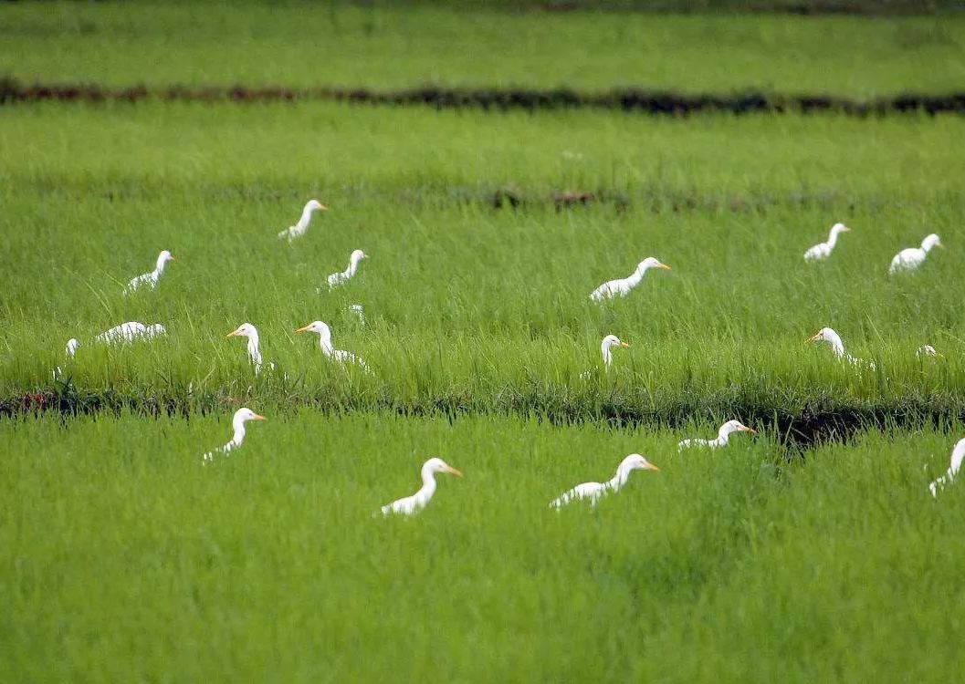 越南应对欧美严厉木材进口政策【太阳成集团tyc7111cc】(图4) 太阳成集团tyc7111cc