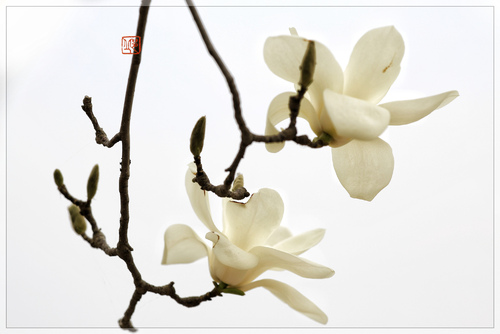 2015年网络广告公司排行榜TOP50_太阳成集团tyc7111cc(图1) 太阳成集团tyc7111cc