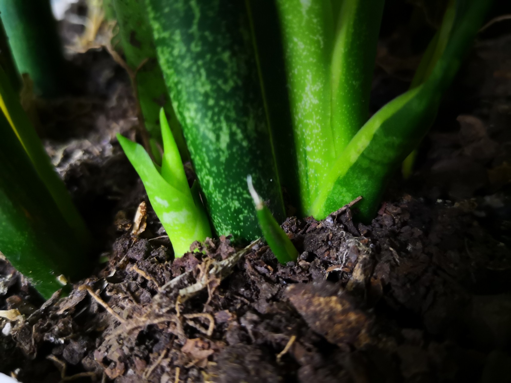 太阳成集团tyc7111cc-让未来发生!程序化TV营销之路展望(图3) 太阳成集团tyc7111cc