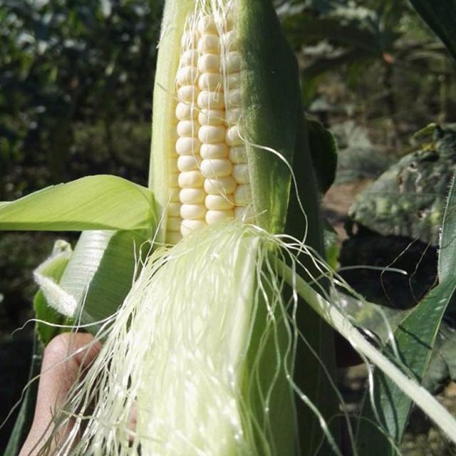 太阳成集团tyc7111cc