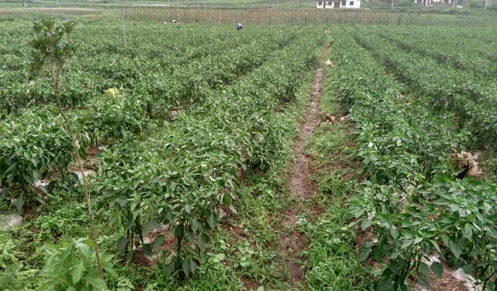 太阳成集团tyc7111cc