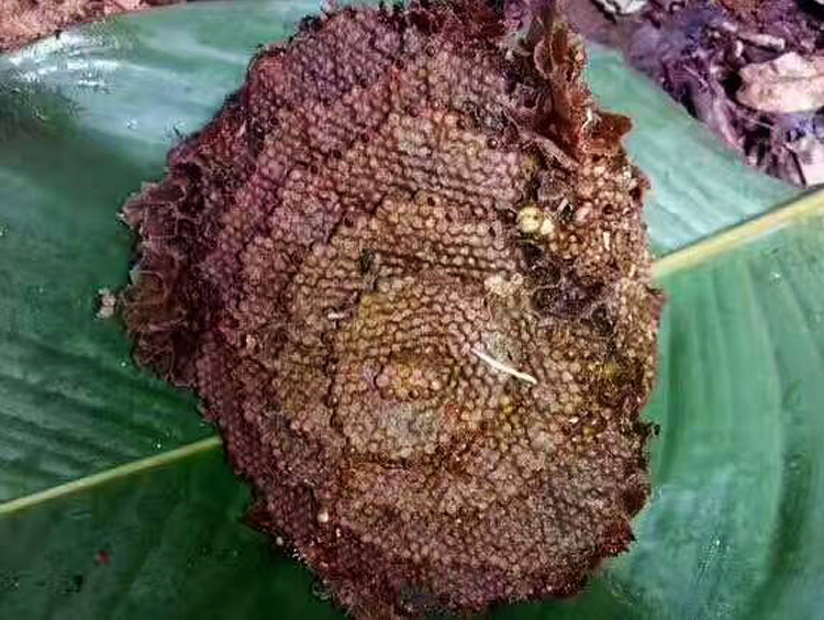 太阳成集团tyc7111cc